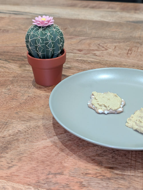 Salz- und Pfefferkaktus