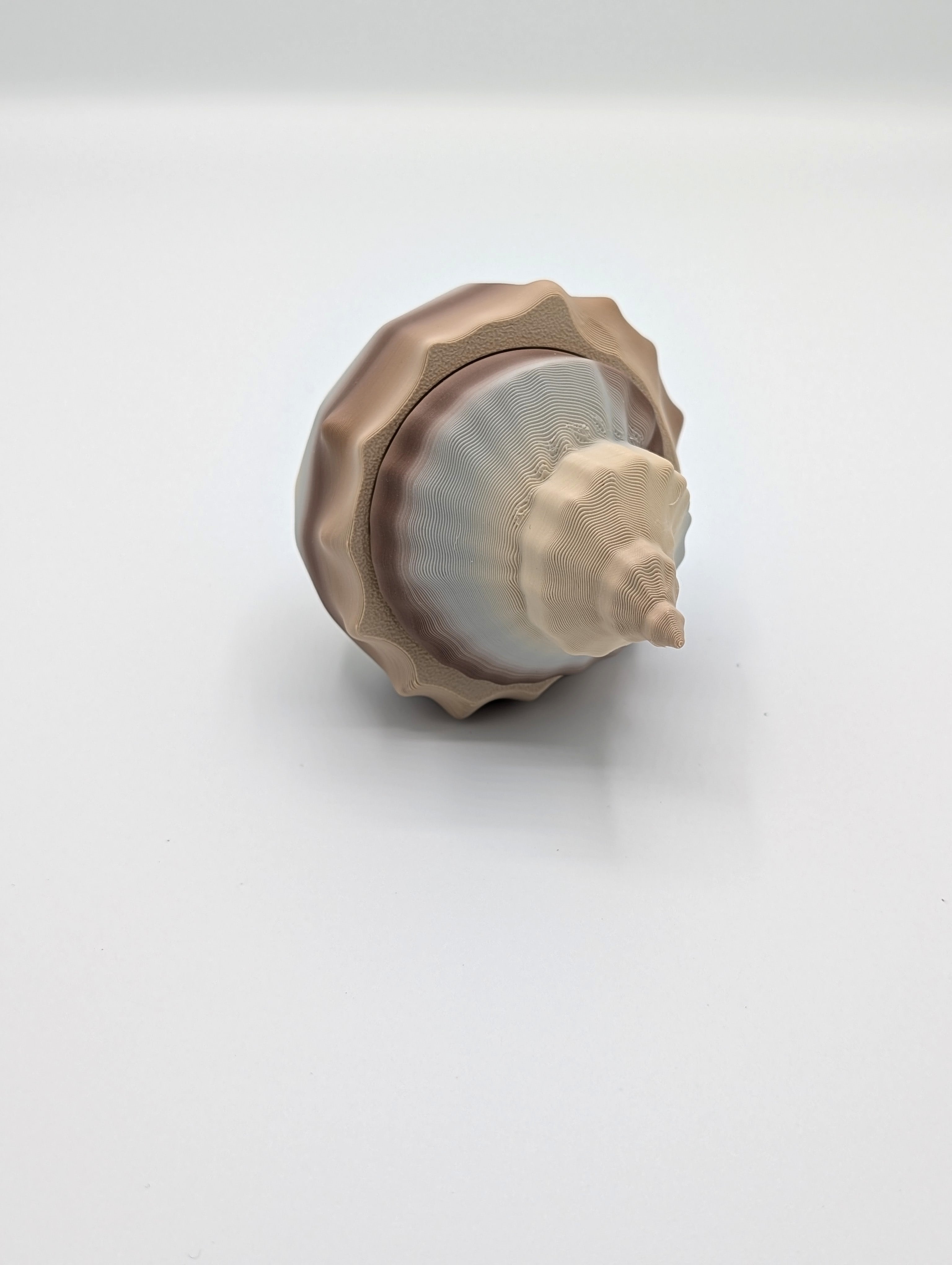 Conchiglia marina