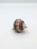 Conchiglia marina