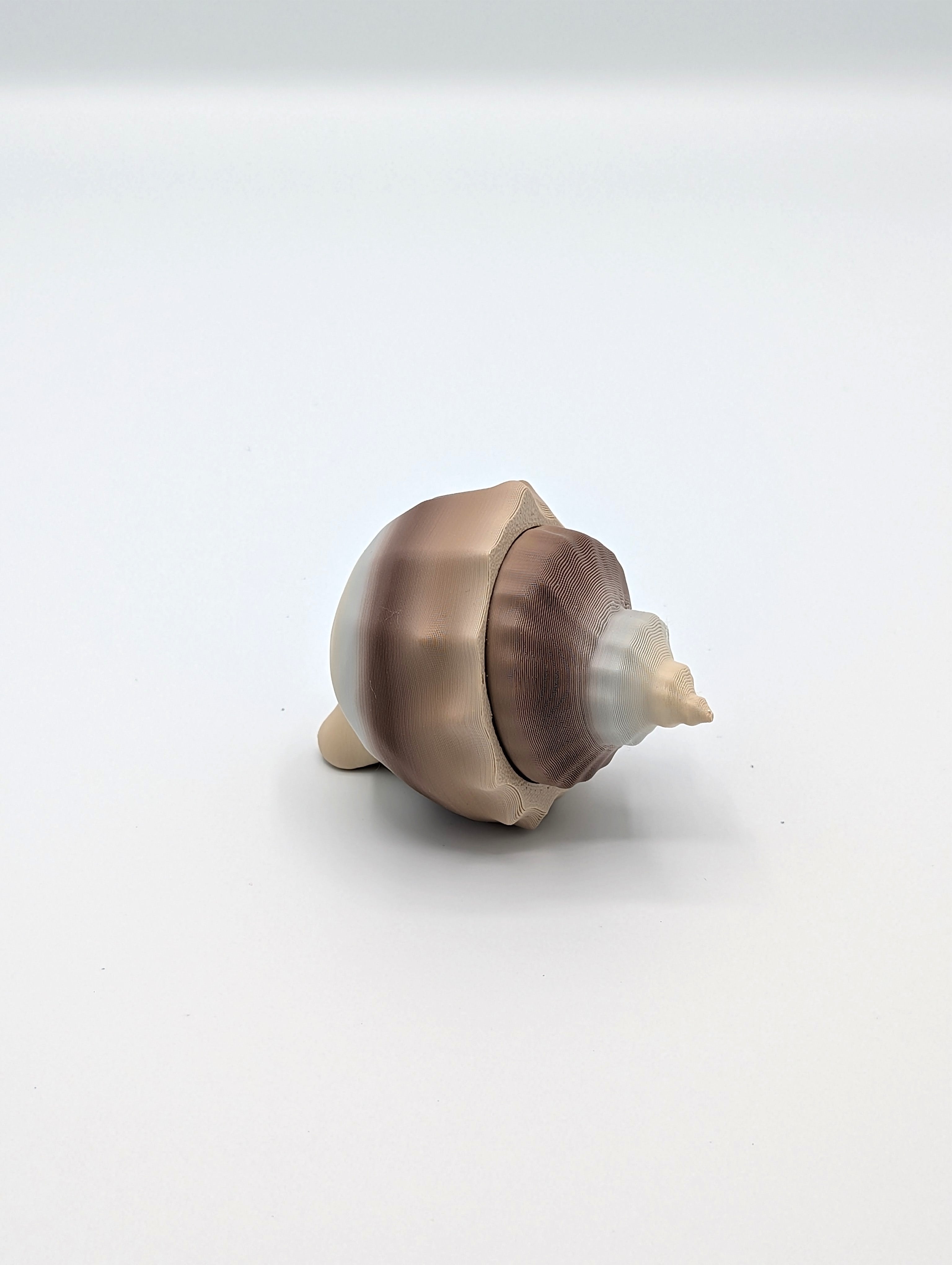 Conchiglia marina