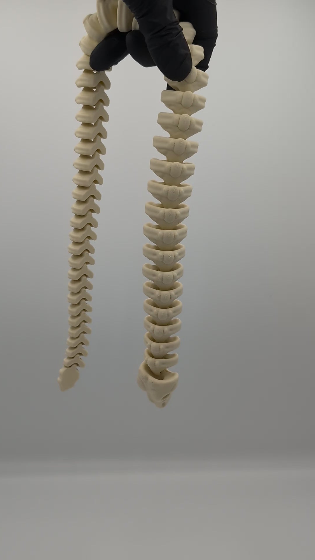 Serpente scheletro fossile fidget