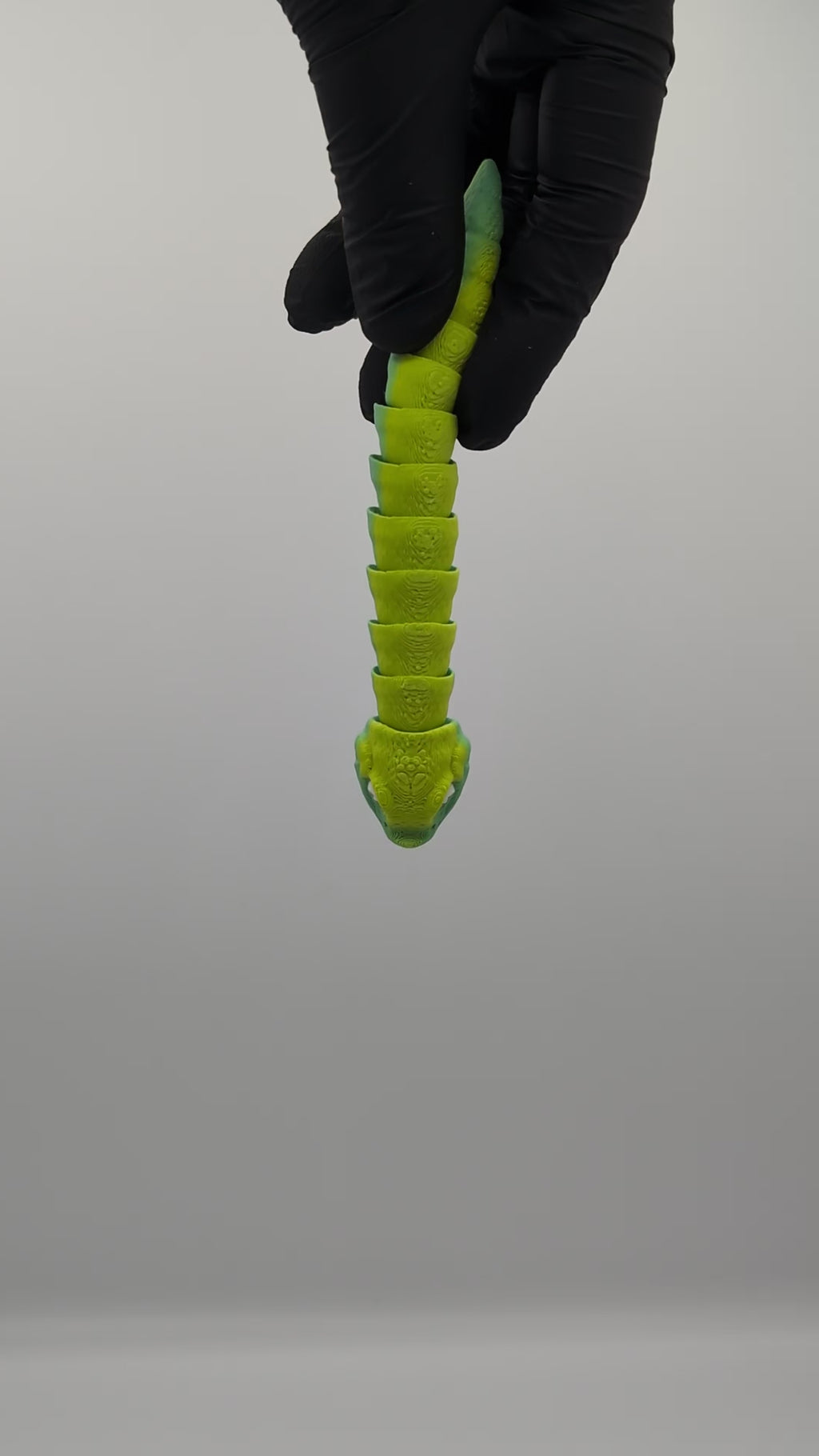 Serpente muso di porco Baby Fidget